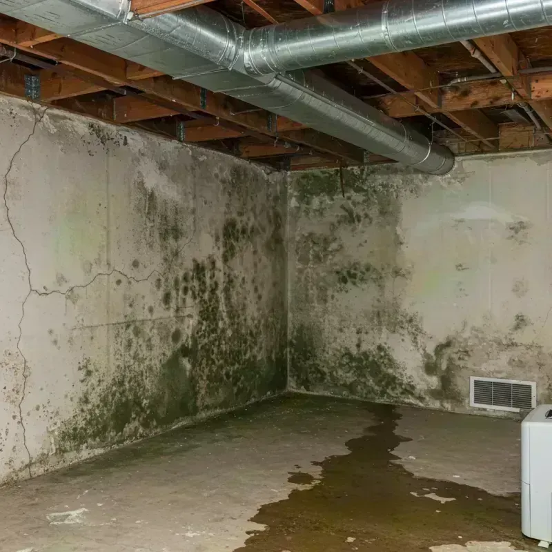 Professional Mold Removal in Sappington, MO